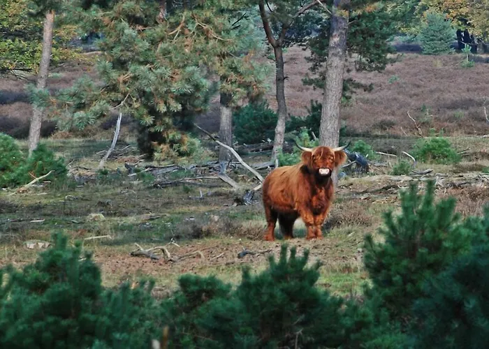 Der Valk De Molenhoek-nijmegen 4* Molenhoek